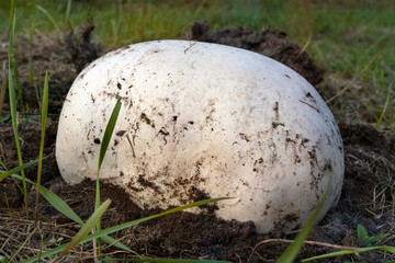 Calvatia gigantea, commonly known as the giant puffball.  Puffball mushroom  in the garden.
