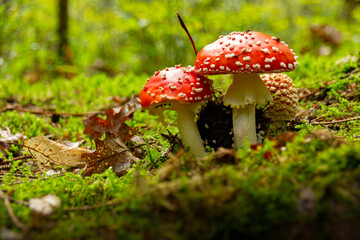 Amanita muscaria poisonous mushroom in a forest close-up.