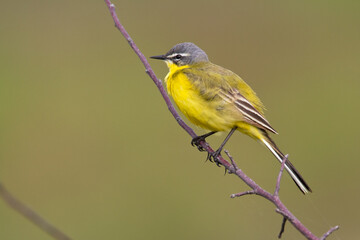 Small bird Yellow Wagtail sitting on tree male Motacilla flava