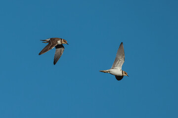 Little ringed plover (Charadrius dubius).