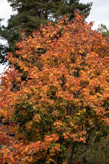 autumn in the forest