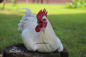White rooster with red comb on a wooden stump. Life on the village.
