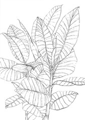 Ficus elastica robusta illustration, drawing, artwork sketch - obrazy, fototapety, plakaty