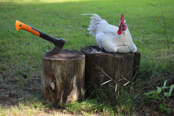 White rooster before slaughter and axe in wooden stump. Rural scene.
