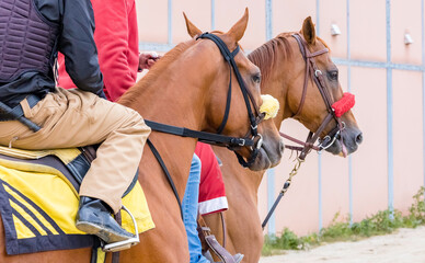 Close-up of the head of a chestnut Thoroughbred racehorse going out to the track with a lead pony...
