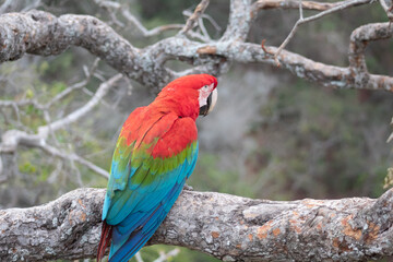 arara vermelha pousada na arvore em    Mato grosso do Sul, Brasil