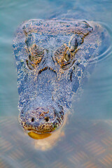 face de uma jacaré do pantanal de Mato grosso do sul