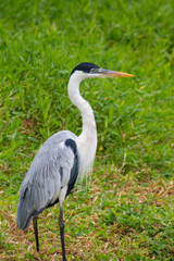Garça Moura na grama do pantanal de Mato grosso do sul