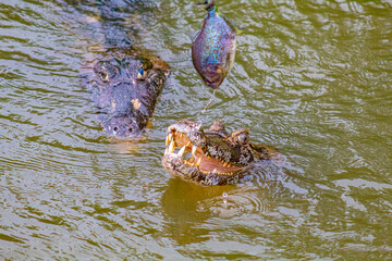 jacarés se alimentando de uma piranha do pantanal de Mato grosso do sul