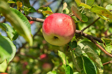 Branch with ripe red apple close up. Apple tree in the autumn garden. Harvest time. Bio food.