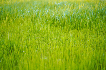 a light green young grass lawn is illuminated by the sun
