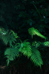 Naklejka na ściany i meble fresh bright fern leaves in dark forest background