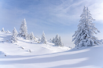 Fototapeta na wymiar Fir trees covered with snow
