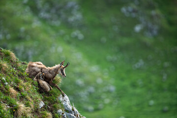 a chamois with its cub resting on a mountain ridge