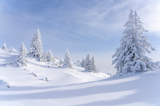 Fir trees covered with snow © Cavan