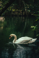 Swan floating in the water of a calm lake surrounded by vegetation