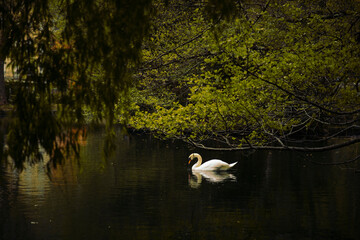 Swan floating in the water of a calm lake surrounded by vegetation