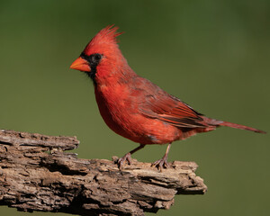 Northern Cardinal Perched on a Log