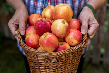 Mans hands with basket full freshly harvested apples. Gala apples.