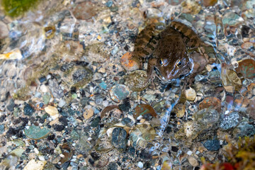 A brown frog in the clear clear water of a spring with stones at the bottom