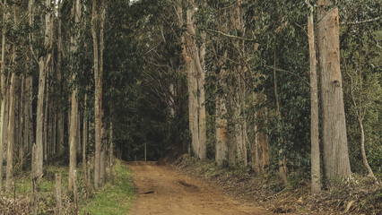Eucalyptus forest
