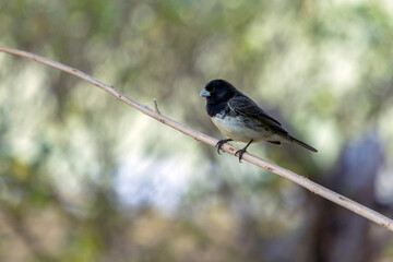 Male of Yellow-bellied Seedeater also know as Baiano perched on a tree branch in a forest. Species Sporophila nigricollis. Bird lover. Birdwatching. Birding.