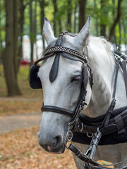 Close up of a horse head portrait on breeding test outdoors