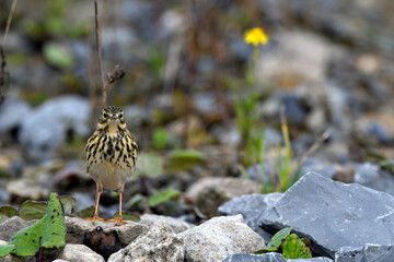 Meadow Pipit // Wiesenpieper (Anthus pratensis)