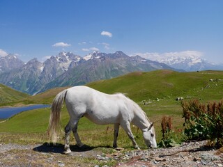 Obraz premium White horse at the Koruldi lakes, beautiful view of Great Caucasus mountains close to Mestia in Upper Svaneti, Georgia.