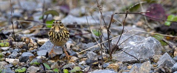 Wiesenpieper // Meadow Pipit (Anthus pratensis)