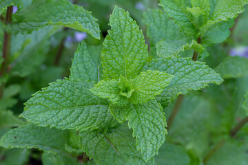  Spearmint kentucky colonel  (Mentha spicata 'Kentucky Colonel') © Danny
