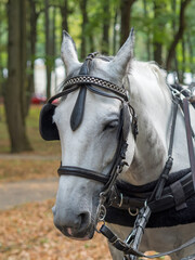 Fototapeta premium Close up of a horse head portrait on breeding test outdoors