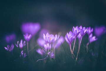 Colchicum autumnale, commonly known as autumn crocus