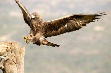 Golden eagle adult female flying in a Mediterranean mountainous area with the first light of the day