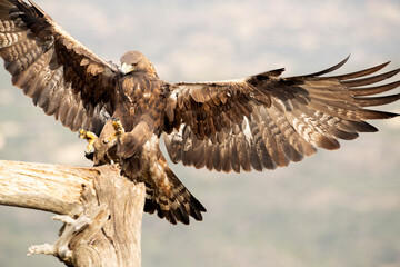 Golden eagle male flying in a Mediterranean forest with the first light of the day
