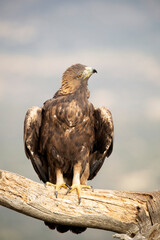 Adult female Golden eagle in a mountainous Mediterranean area with the first light of dawn in autumn