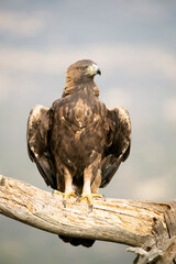 Adult male of Golden eagle in his favorite vantage point of his territory in a Mediterranean mountainous area with the first light of the day