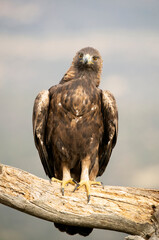 Adult female Golden eagle in a mountainous Mediterranean area with the first light of dawn in autumn