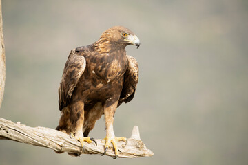 adult female Golden eagle in a mountainous Mediterranean area with the first light of dawn in autumn