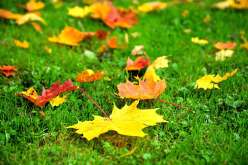 Picturesque fall background - green lawn with colorful autumn leaves