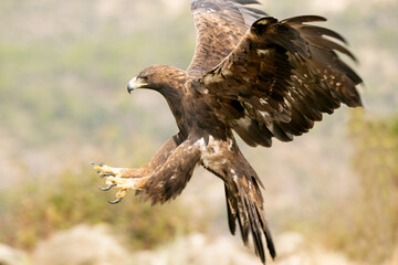 Golden eagle adult female flying in a Mediterranean mountainous area with the first light of the day