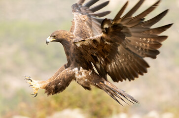 Adult female Golden eagle flying in a Mediterranean forest with the first light of the day in autumn