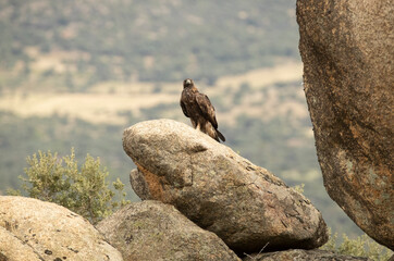 adult female Golden eagle in a mountainous Mediterranean area with the first light of dawn in autumn