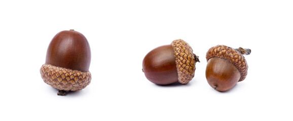 Ripe acorns isolated on a white background