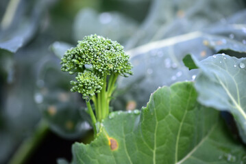Tender sprouting broccoli growing on an allotment in late autumn