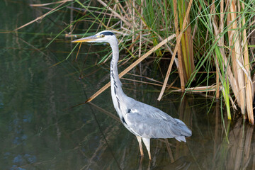 Close up grey heron selective focus.