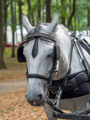 Obraz premium Close up of a horse head portrait on breeding test outdoors