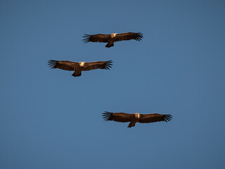 Three birds in flight. Griffon Vulture (Gyps fulvus).