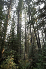 Pine Trees in National Forest Land in Central Oregon