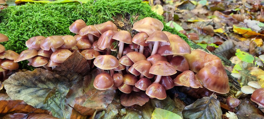 Autumn mushrooms grow in the forest on a stump